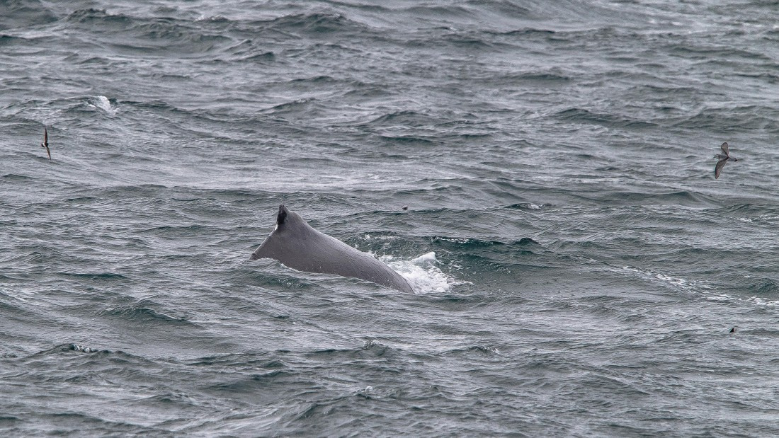 OTL25-25, Day 2, IMG_3139 © Unknown photographer - Oceanwide Expeditions.jpg