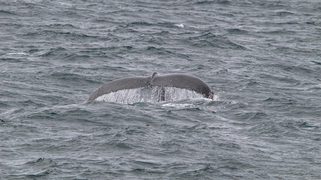 OTL25-25, Day 2, IMG_3141 © Unknown photographer - Oceanwide Expeditions.jpg