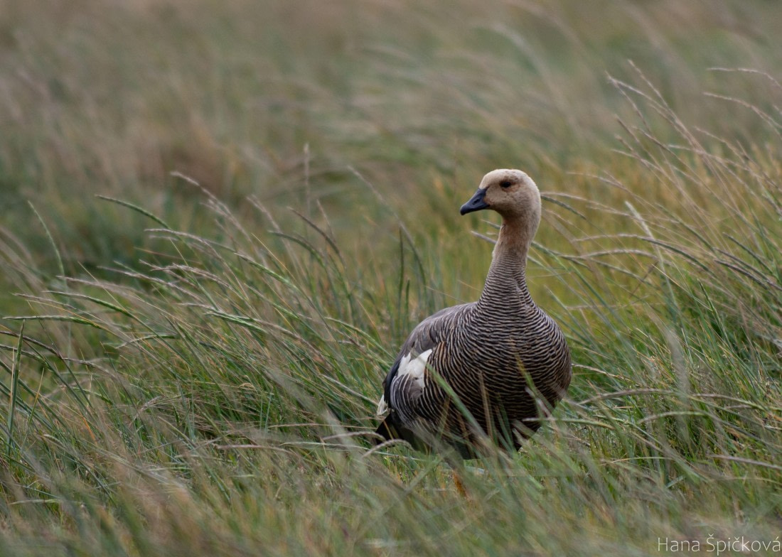 OTL25-25, Day 3, _DSC3340 © Hana Spickova - Oceanwide Expeditions.jpeg