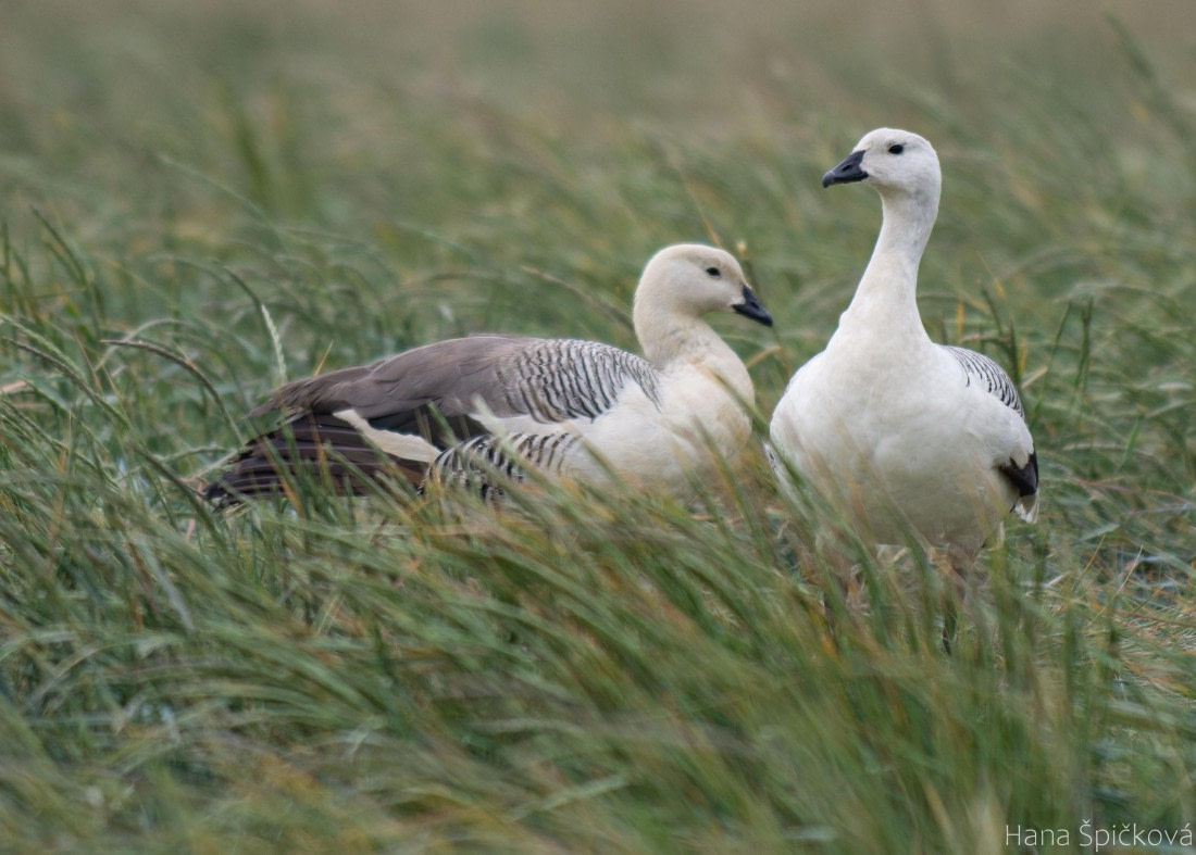 OTL25-25, Day 3, _DSC3342 © Hana Spickova - Oceanwide Expeditions.jpeg