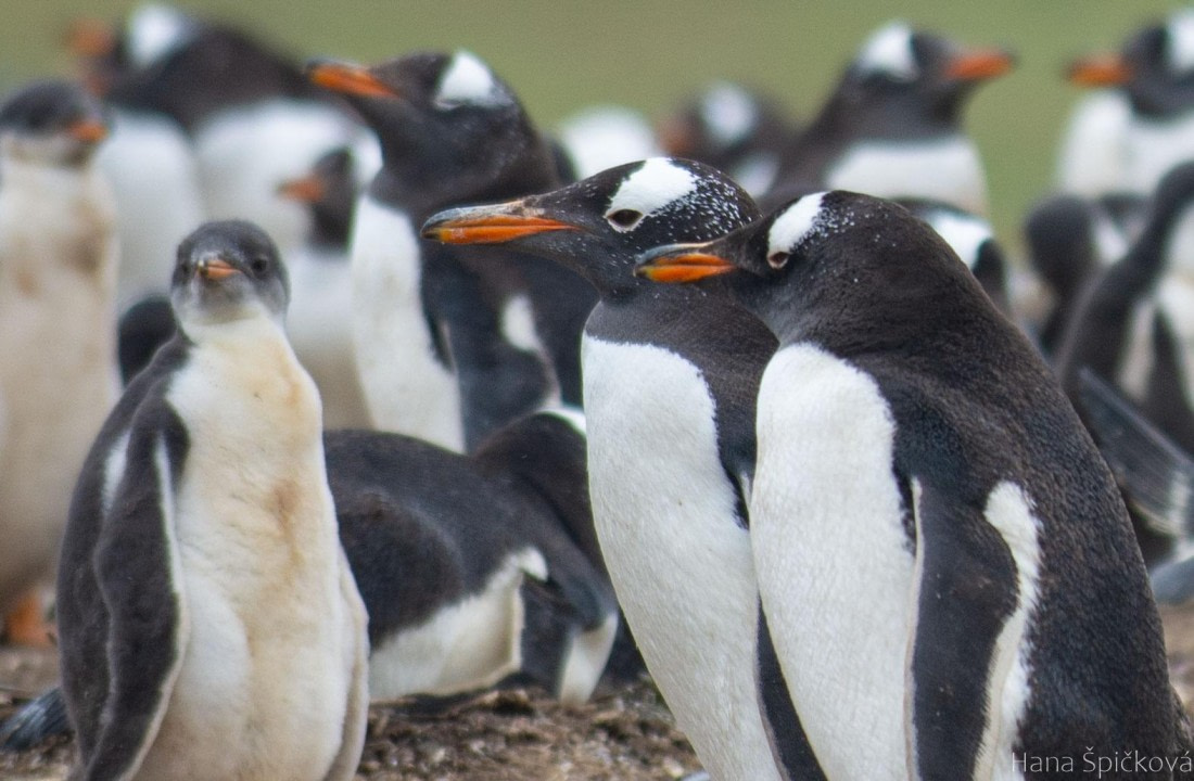 OTL25-25, Day 3, _DSC3432 © Hana Spickova - Oceanwide Expeditions.jpeg