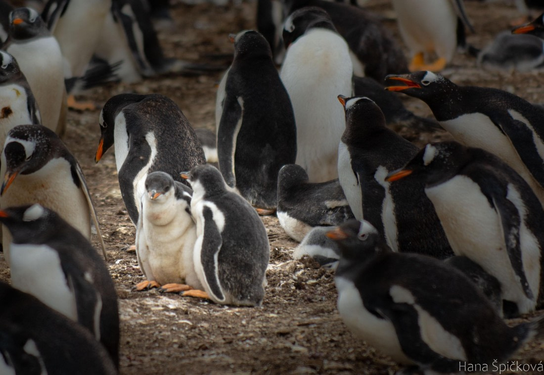 OTL25-25, Day 3, _DSC3445 © Hana Spickova - Oceanwide Expeditions.jpeg