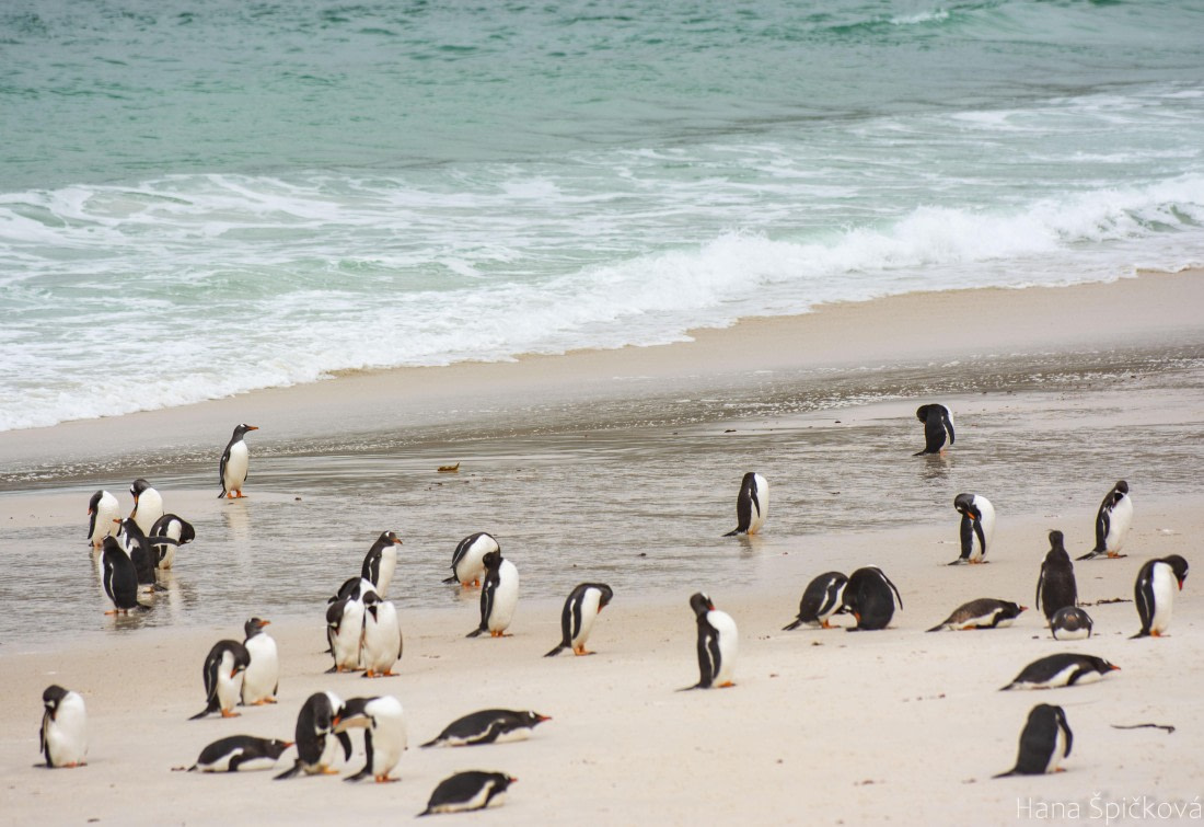 OTL25-25, Day 3, _DSC3468 © Hana Spickova - Oceanwide Expeditions.jpeg