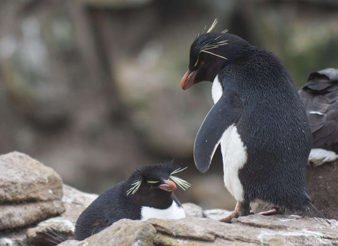 OTL25-25, Day 3, _DSC3493 © Hana Spickova - Oceanwide Expeditions.jpeg