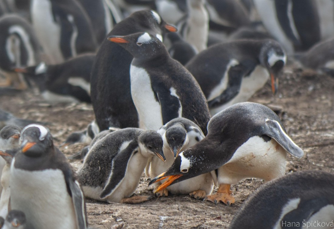 OTL25-25, Day 3, _DSC3520 © Hana Spickova - Oceanwide Expeditions.jpeg