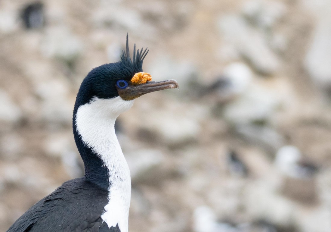 OTL25-25, Day 3, DSC01180 © Julian Robinson - Oceanwide Expeditions.jpg