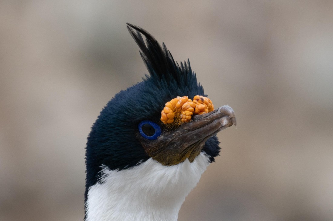 OTL25-25, Day 3, DSC01185 © Julian Robinson - Oceanwide Expeditions.jpg