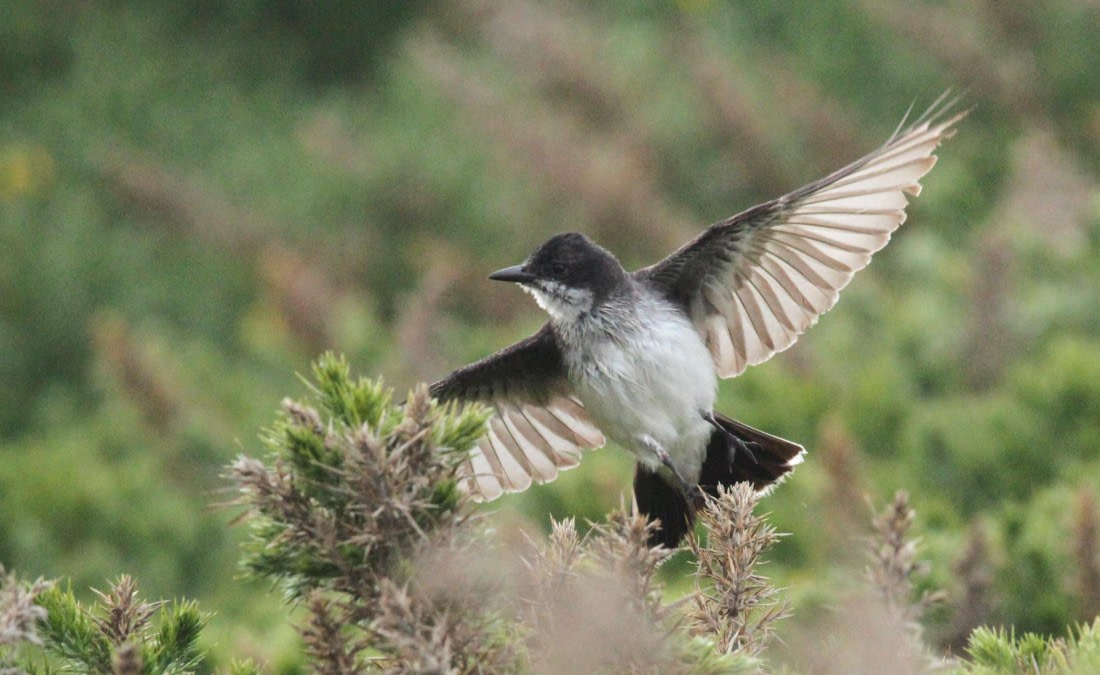 OTL25-25, Day 3, IMG_1228 © Unknown photographer - Oceanwide Expeditions.JPG