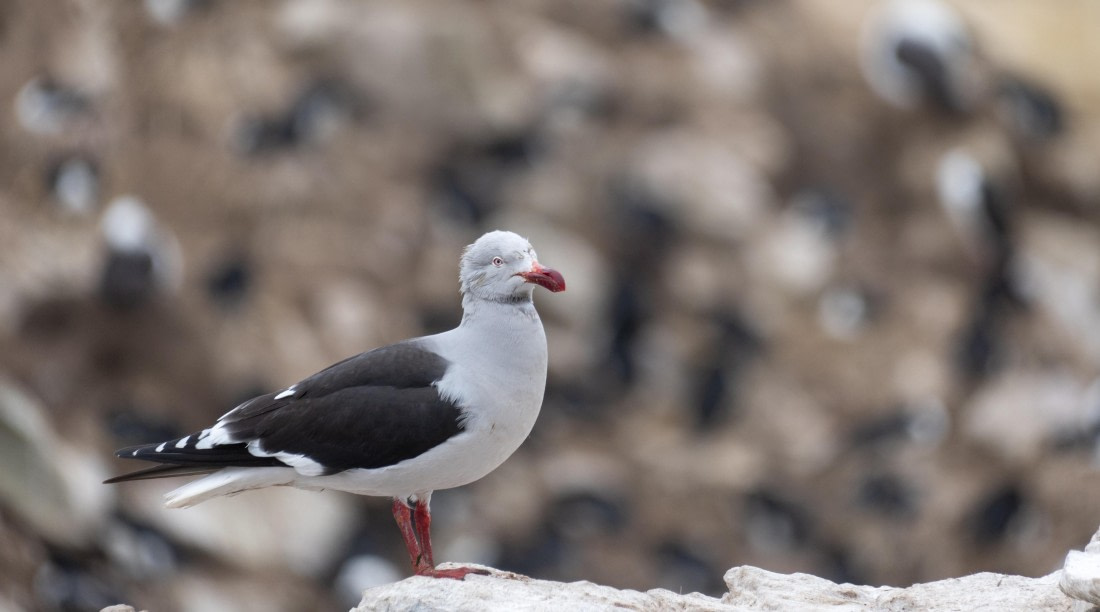 OTL25-25, Day 3, DSC01188 © Julian Robinson - Oceanwide Expeditions.jpg