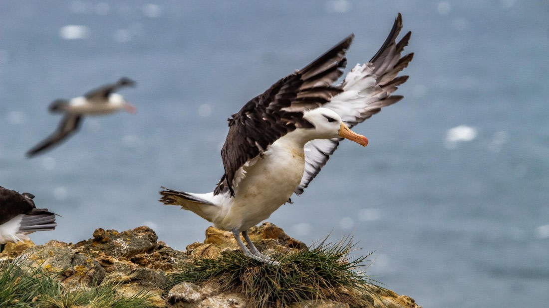 OTL25-25, Day 3, IMG_3510 © Unknown photographer - Oceanwide Expeditions.jpg