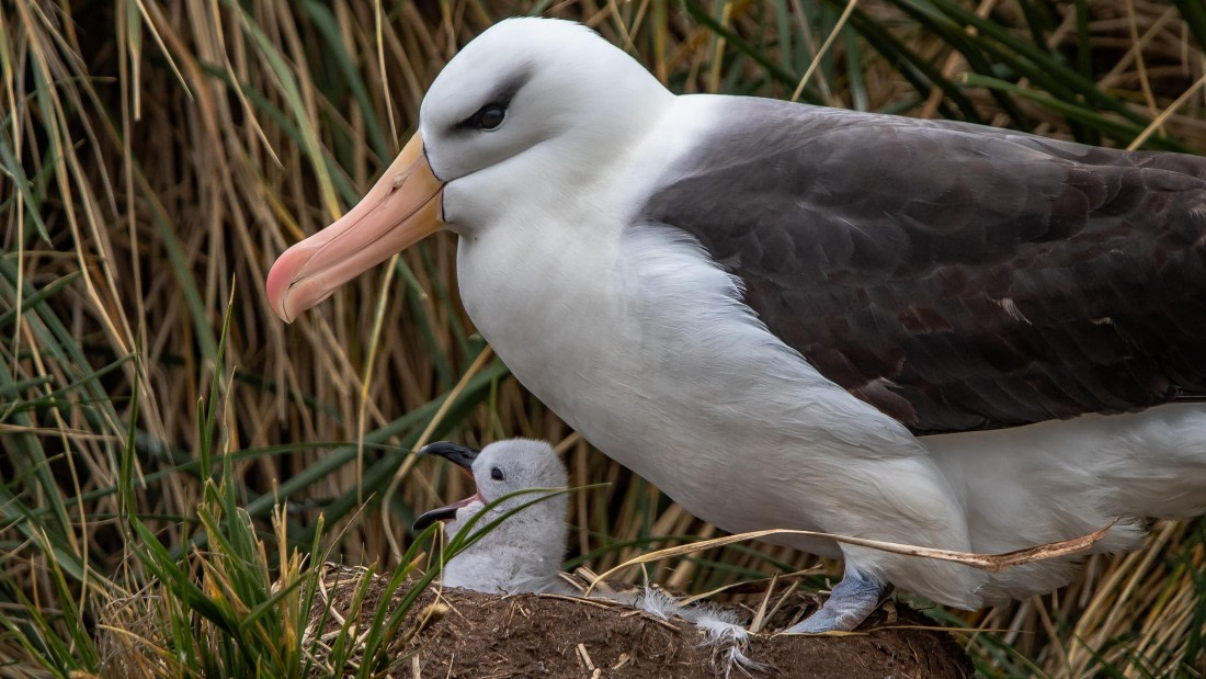 OTL25-25, Day 3, IMG_3654 © Unknown photographer - Oceanwide Expeditions.jpg