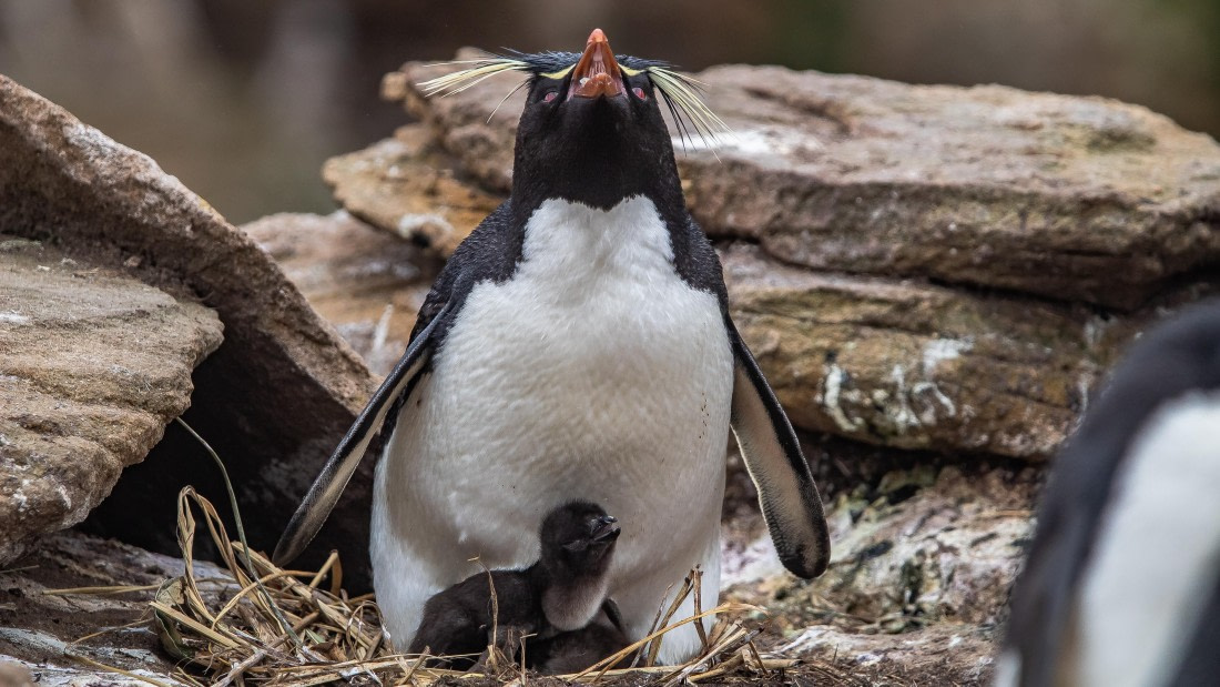 OTL25-25, Day 3, IMG_3695 © Unknown photographer - Oceanwide Expeditions.jpg