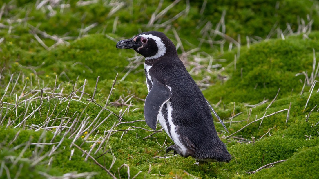 OTL25-25, Day 3, IMG_3806 © Unknown photographer - Oceanwide Expeditions.jpg