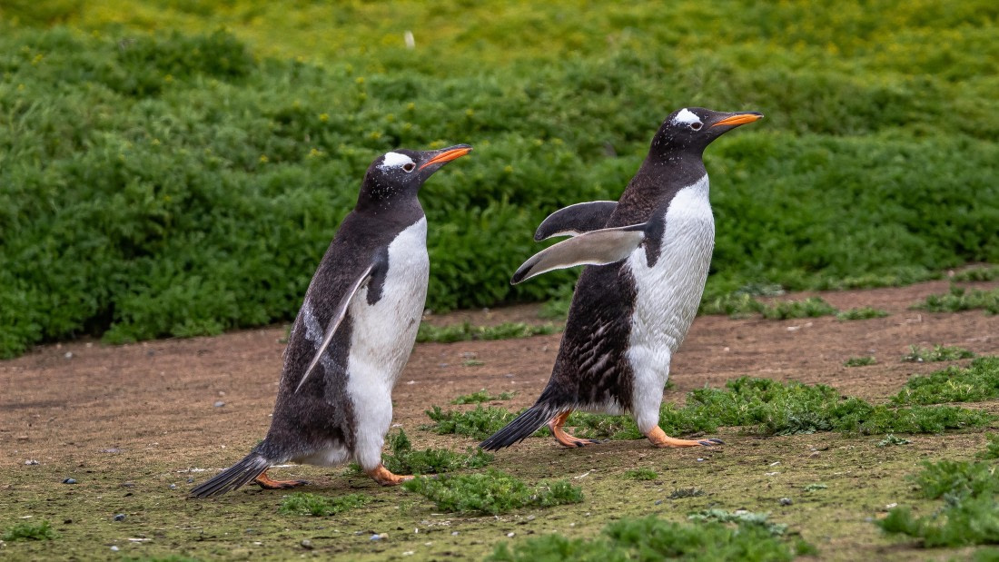OTL25-25, Day 3, IMG_3810 © Unknown photographer - Oceanwide Expeditions.jpg