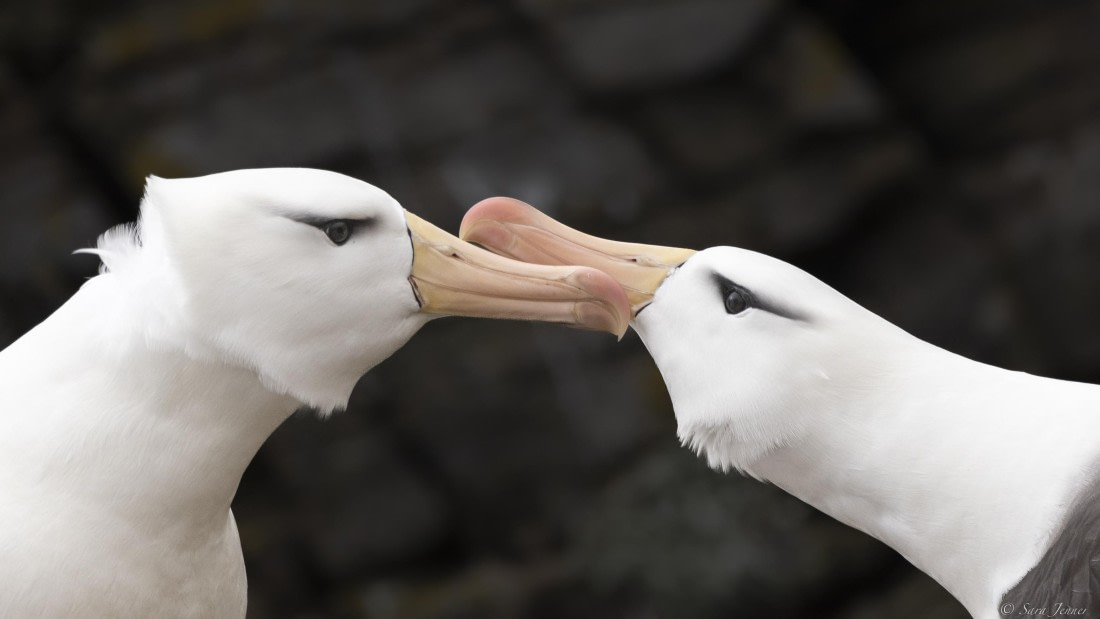 OTL25-25, Day 3, New Island 25 © Sara Jenner - Oceanwide Expeditions.jpg