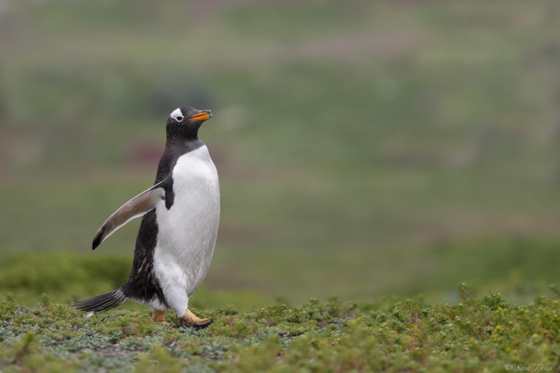 OTL25-25, Day 3, New Island 1 © Sara Jenner - Oceanwide Expeditions.jpg