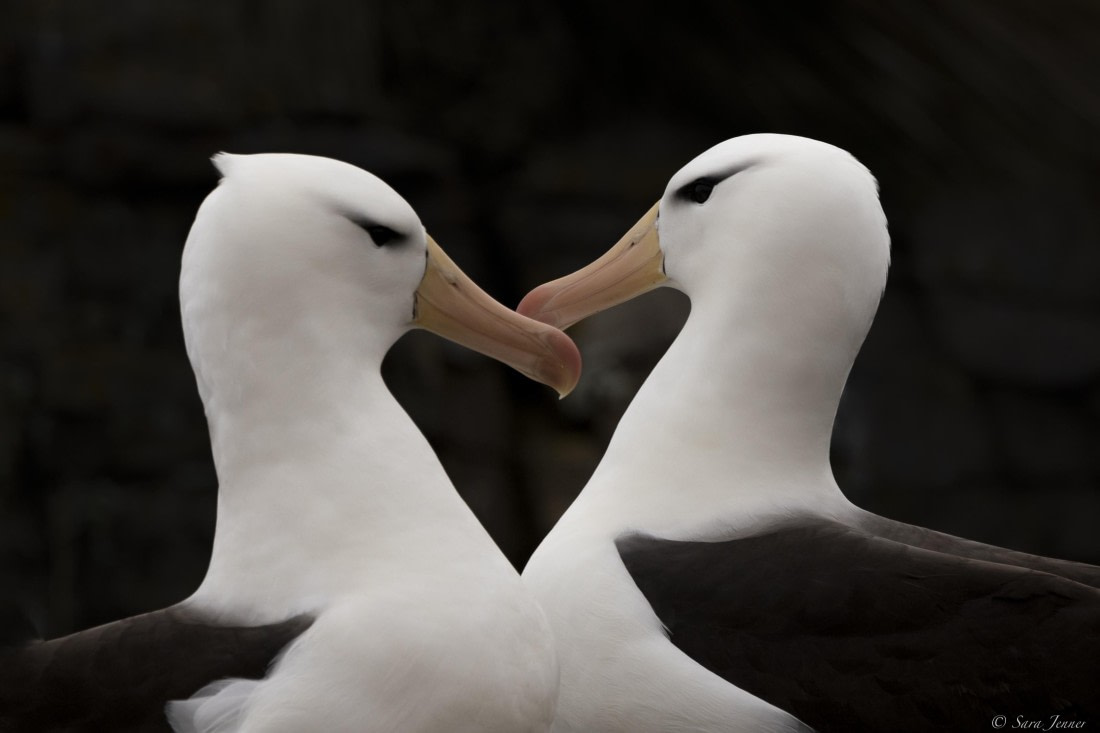 OTL25-25, Day 3, New Island 7 © Sara Jenner - Oceanwide Expeditions.jpg