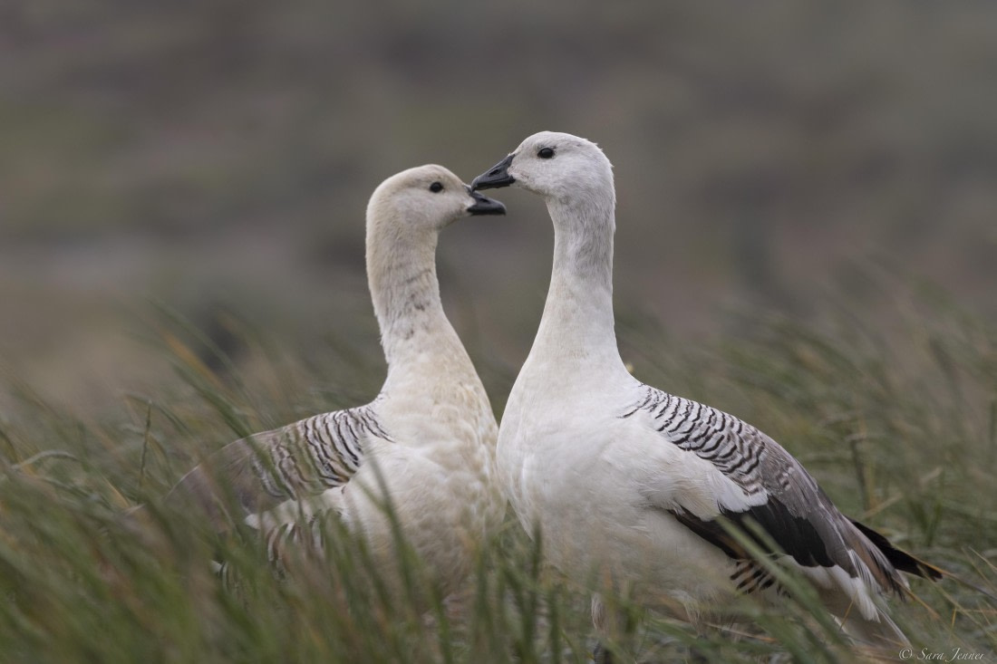 OTL25-25, Day 3, New Island 10 © Sara Jenner - Oceanwide Expeditions.jpg