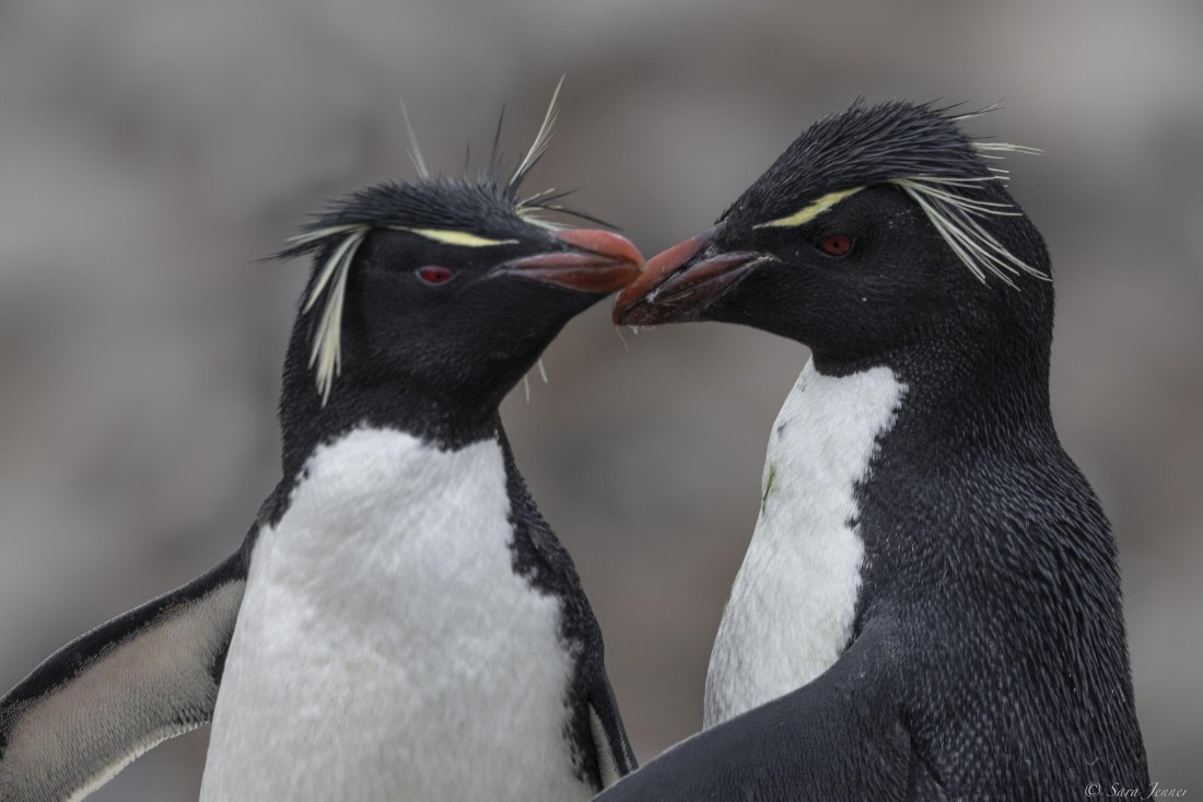 OTL25-25, Day 3, New Island 12 © Sara Jenner - Oceanwide Expeditions.jpg