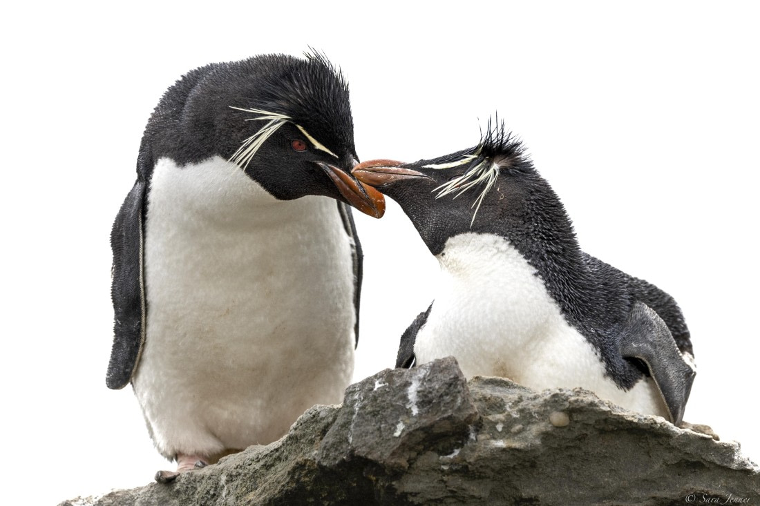 OTL25-25, Day 3, New Island 17 © Sara Jenner - Oceanwide Expeditions.jpg