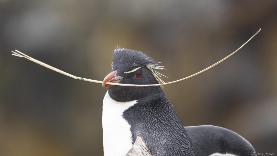 OTL25-25, Day 3, New Island 18 © Sara Jenner - Oceanwide Expeditions.jpg