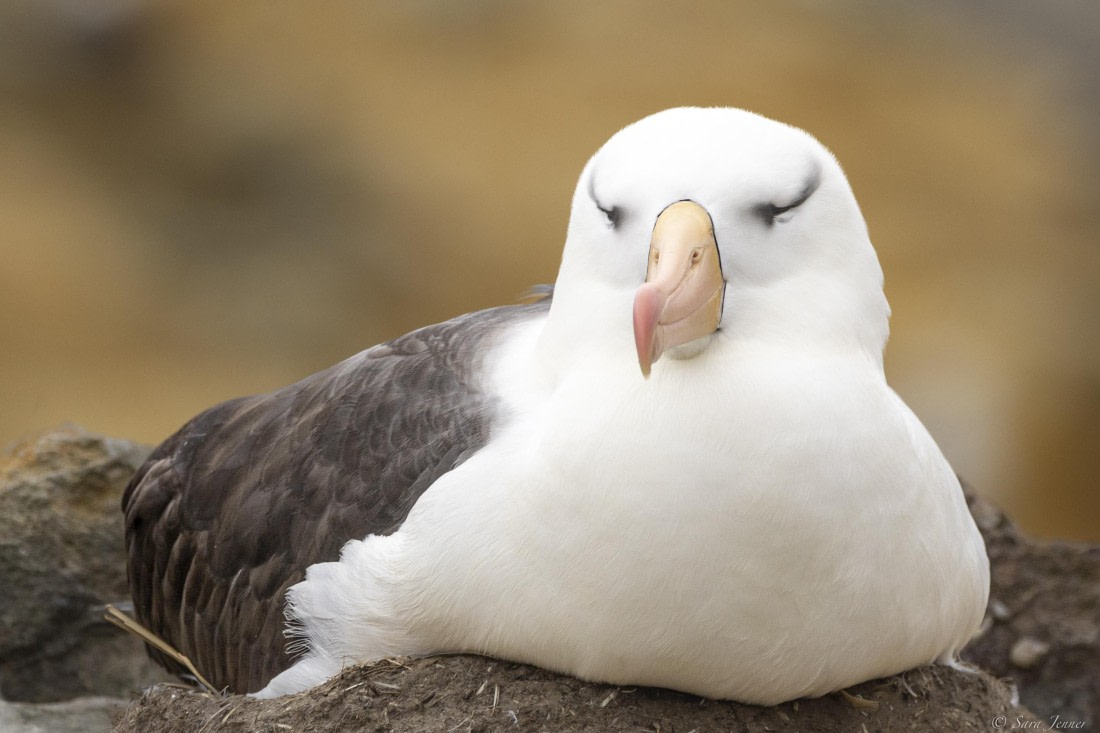 OTL25-25, Day 3, New Island 21 © Sara Jenner - Oceanwide Expeditions.jpg