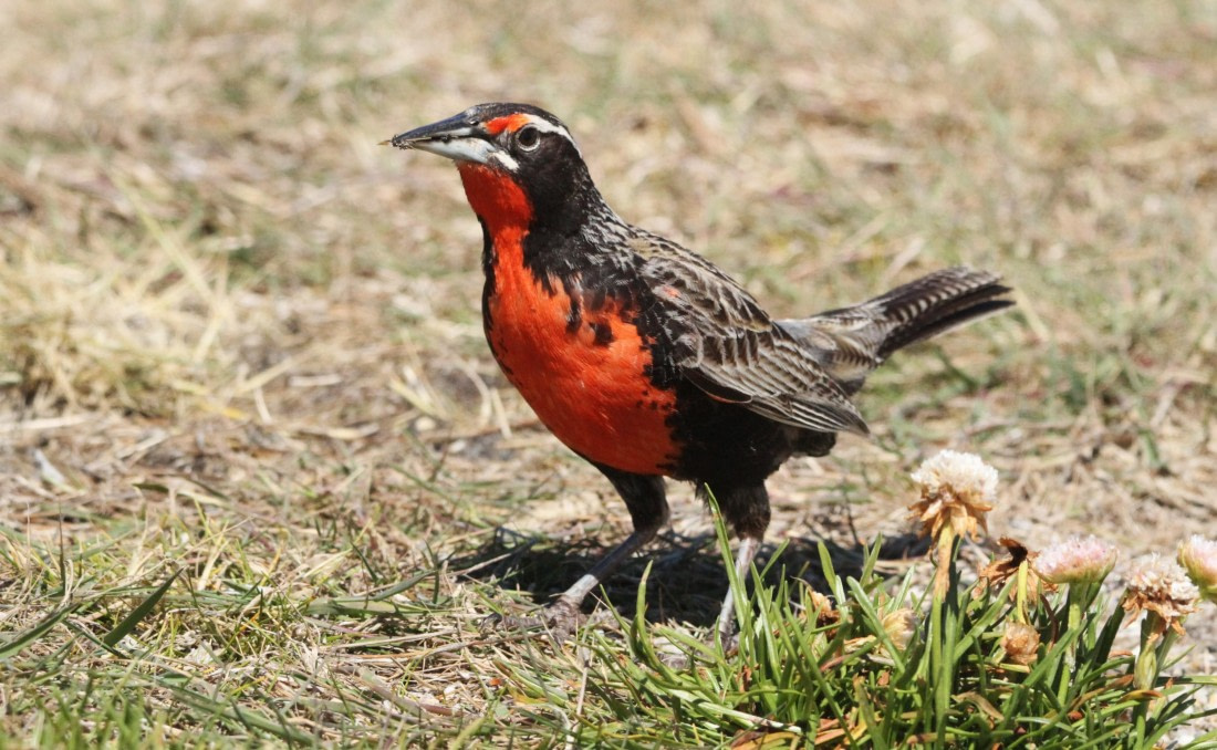 OTL25-25, Day 4, IMG_1854 © Unknown photographer - Oceanwide Expeditions.JPG