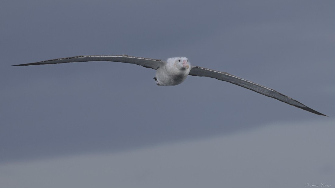 OTL25-25, Day 5, Wandering albatros © Sara Jenner - Oceanwide Expeditions.jpg