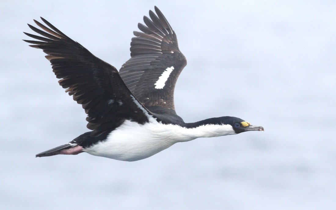 OTL25-25, Day 6, IMG_2324 © Unknown photographer - Oceanwide Expeditions.JPG