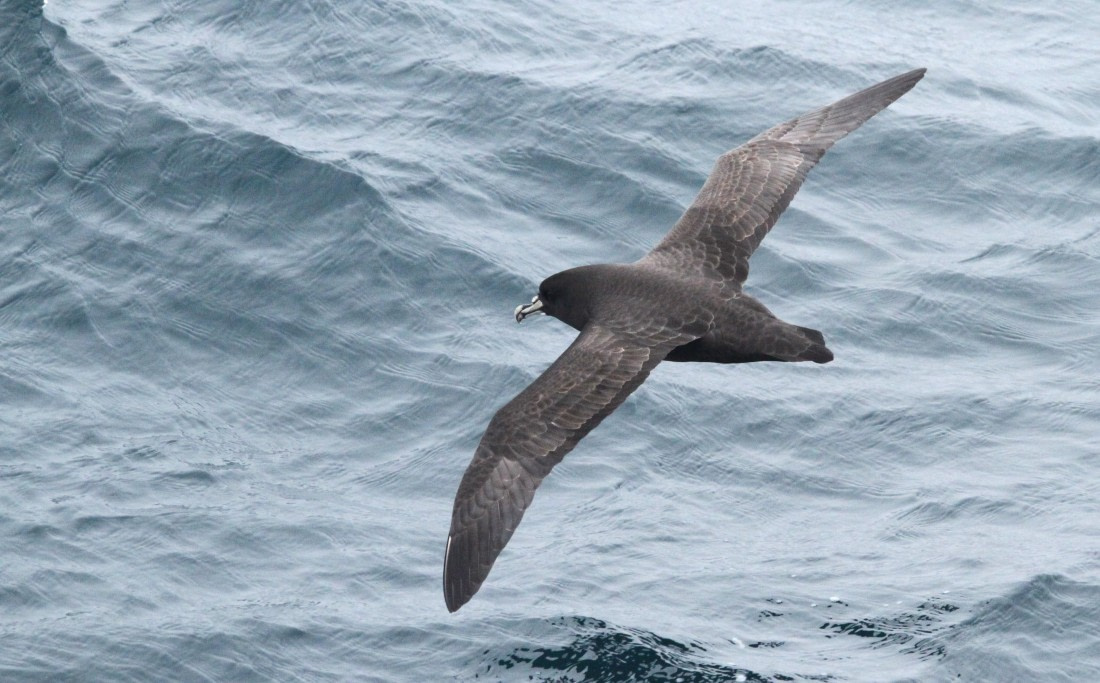 OTL25-25, Day 6, IMG_2399 © Unknown photographer - Oceanwide Expeditions.JPG