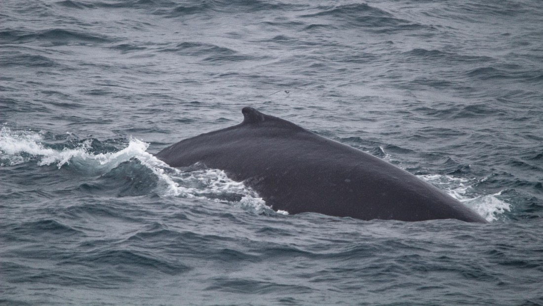 OTL25-25, Day 6, IMG_3954 © Unknown photographer - Oceanwide Expeditions.jpg