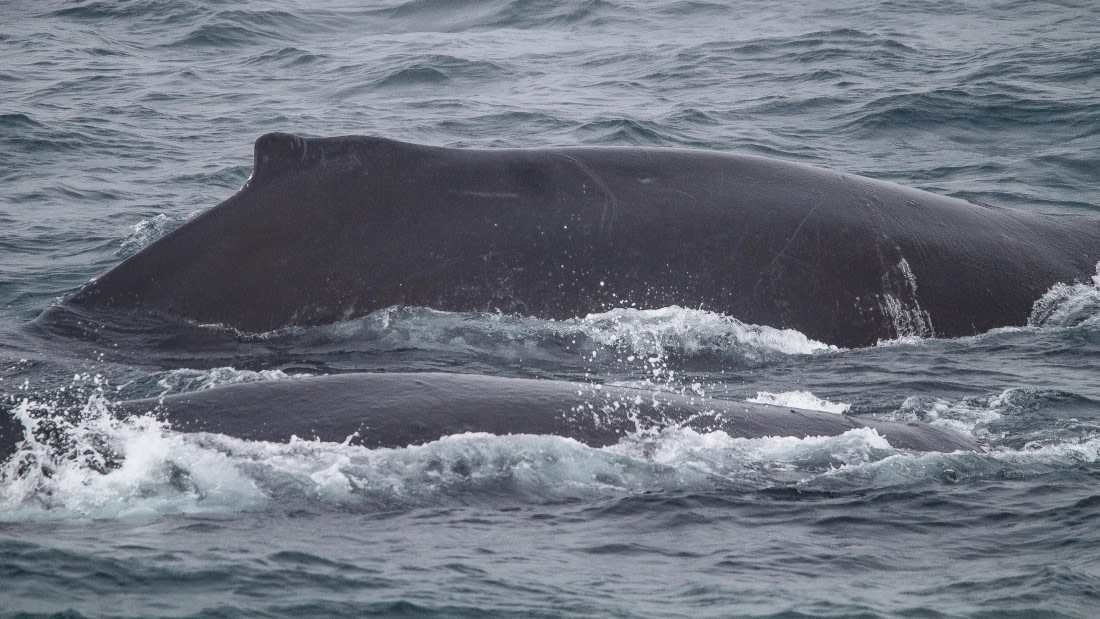 OTL25-25, Day 6, IMG_3955 © Unknown photographer - Oceanwide Expeditions.jpg