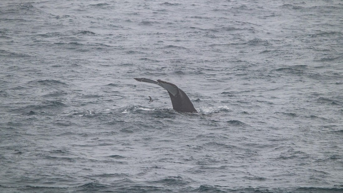 OTL25-25, Day 6, IMG_3957 © Unknown photographer - Oceanwide Expeditions.jpg