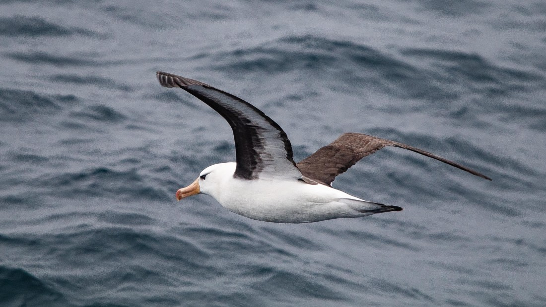 OTL25-25, Day 6, IMG_3968 © Unknown photographer - Oceanwide Expeditions.jpg