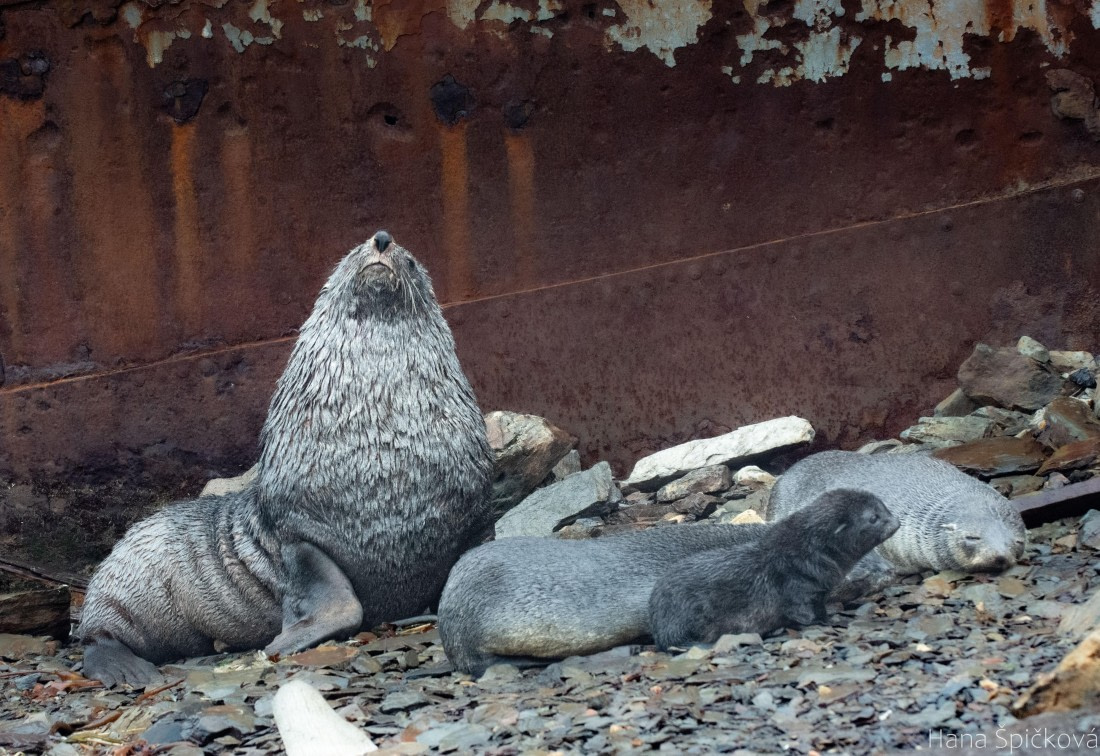 OTL25-25, Day 7, _DSC3601 © Hana Spickova - Oceanwide Expeditions.jpeg