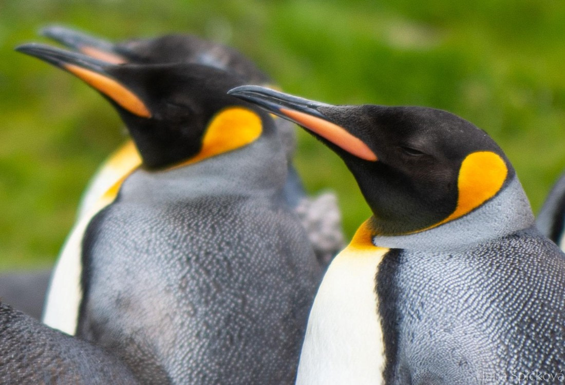 OTL25-25, Day 7, _DSC3659 © Hana Spickova - Oceanwide Expeditions.jpeg