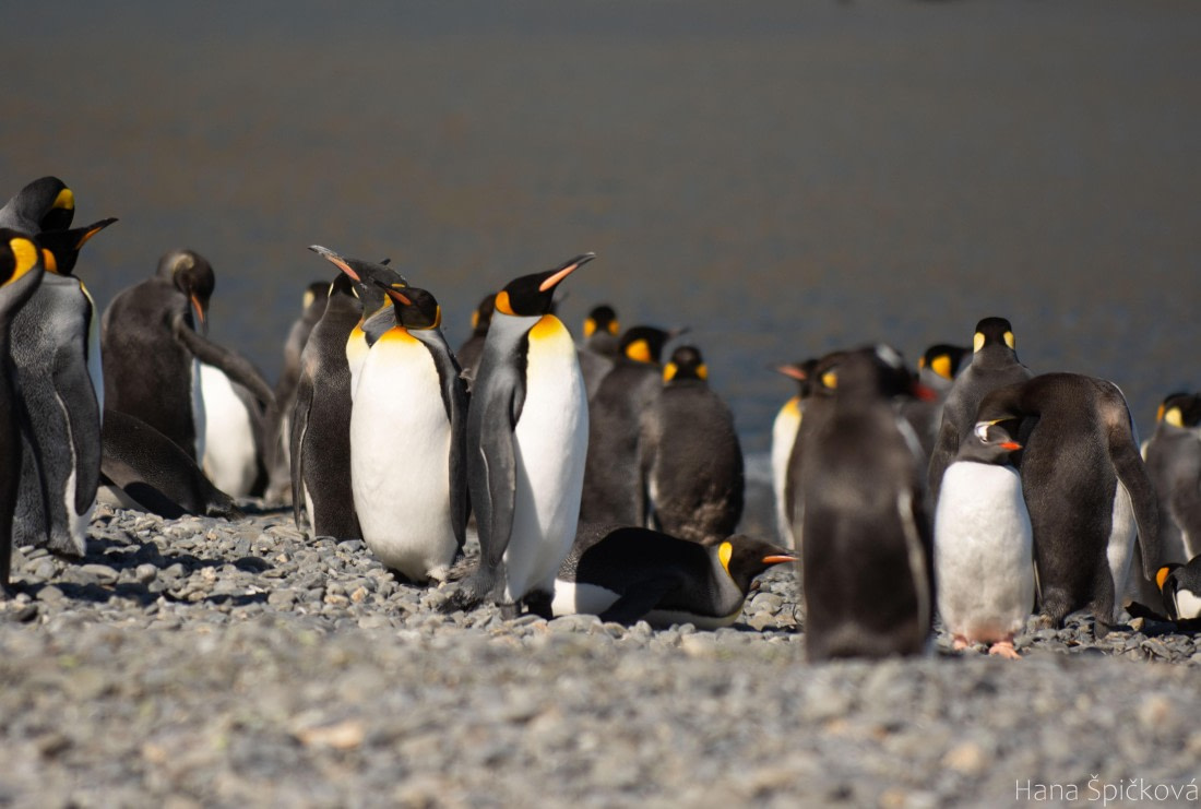 OTL25-25, Day 7, _DSC3749 © Hana Spickova - Oceanwide Expeditions.jpeg