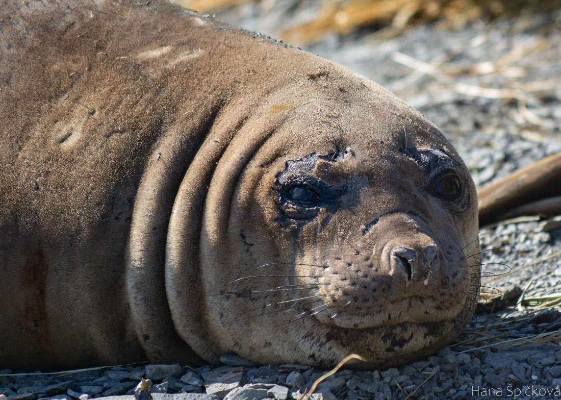 OTL25-25, Day 7, _DSC3776 © Hana Spickova - Oceanwide Expeditions.jpeg