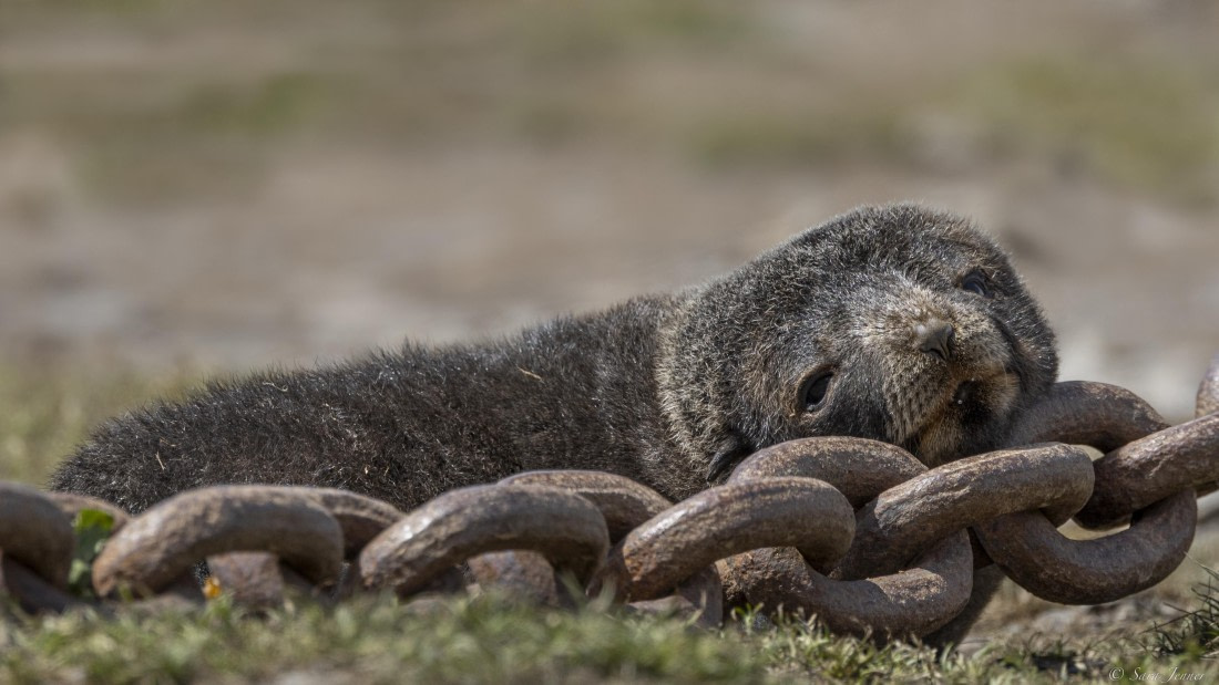 OTL25-25, Day 7, Grytviken 3 © Sara Jenner - Oceanwide Expeditions.jpg