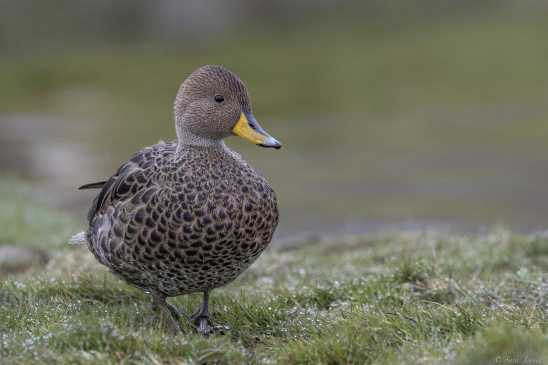 OTL25-25, Day 7, Grytviken 4 © Sara Jenner - Oceanwide Expeditions.jpg