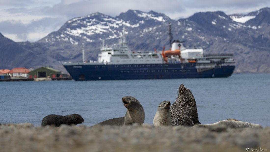 OTL25-25, Day 7, Grytviken 6 © Sara Jenner - Oceanwide Expeditions.jpg