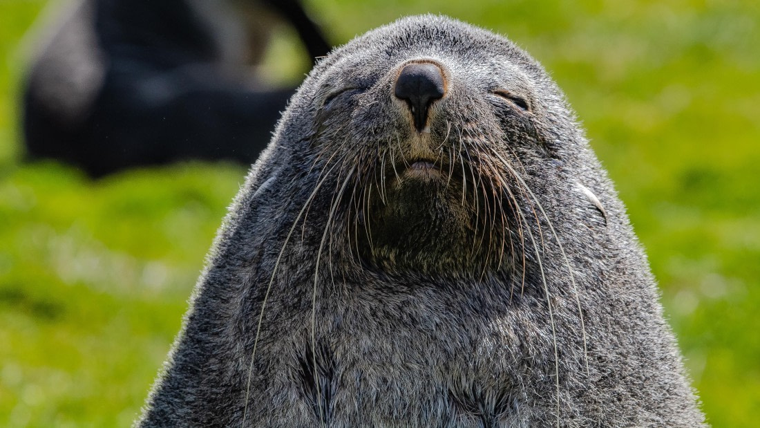 OTL25-25, Day 7, IMG_4061 © Unknown photographer - Oceanwide Expeditions.jpg