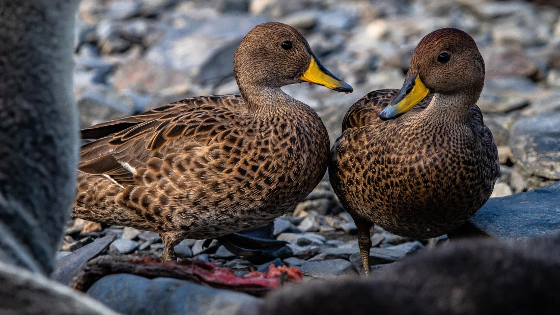 OTL25-25, Day 7, IMG_4182 © Unknown photographer - Oceanwide Expeditions.jpg