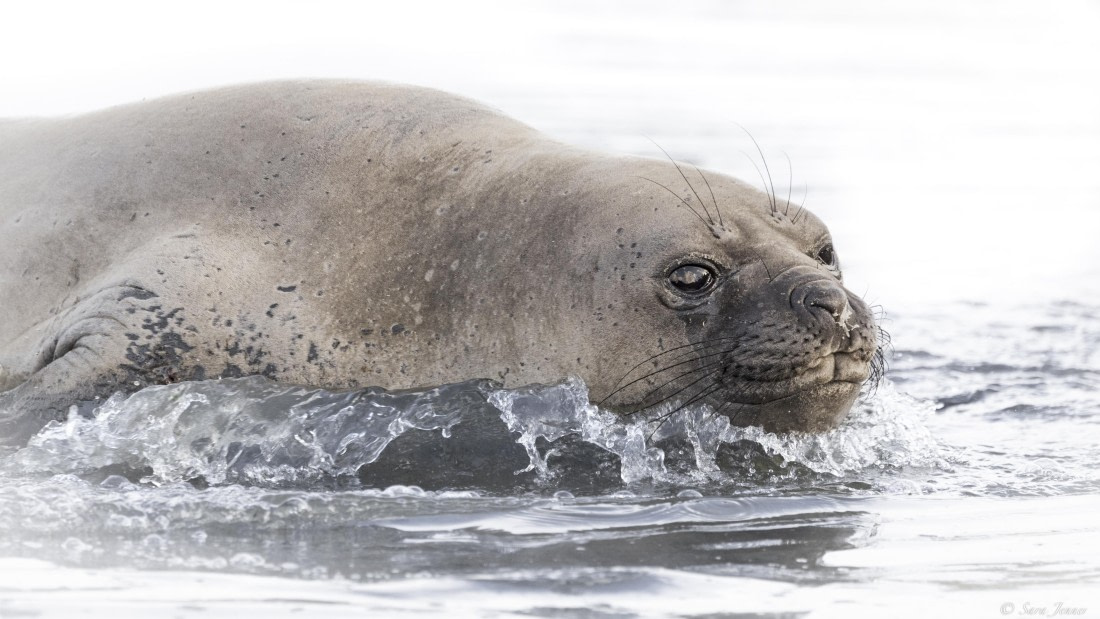 OTL25-25, Day 7, Jason Harbour 1 © Sara Jenner - Oceanwide Expeditions.jpg