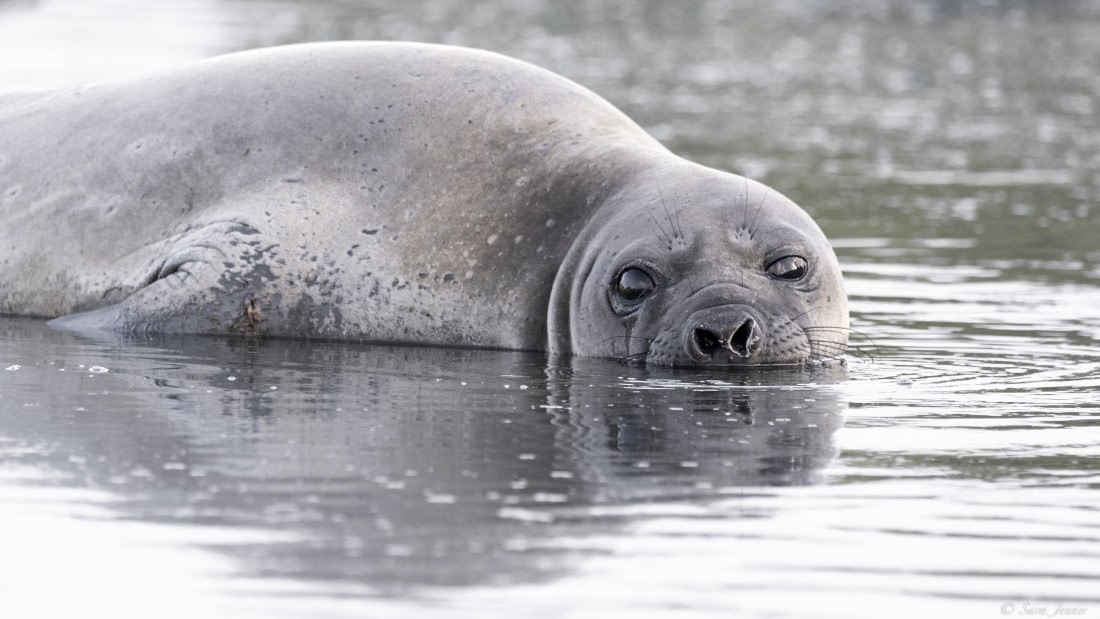 OTL25-25, Day 7, Jason Harbour 2 © Sara Jenner - Oceanwide Expeditions.jpg
