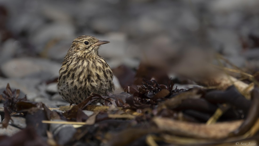 OTL25-25, Day 7, Jason Harbour 4 © Sara Jenner - Oceanwide Expeditions.jpg
