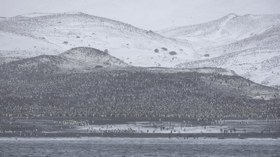 OTL25-25, Day 8, St Andrews © Sara Jenner - Oceanwide Expeditions.jpg