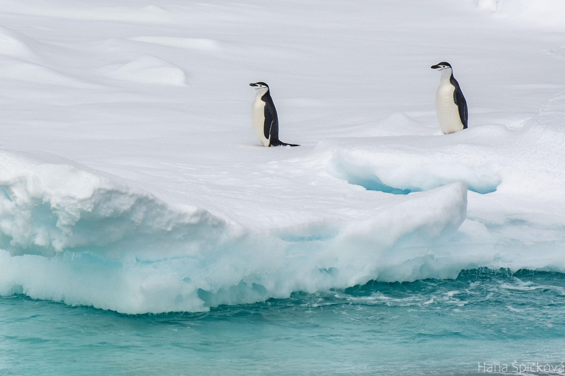OTL25-25, Day 12, _DSC3981 © Hana Spickova - Oceanwide Expeditions.jpeg