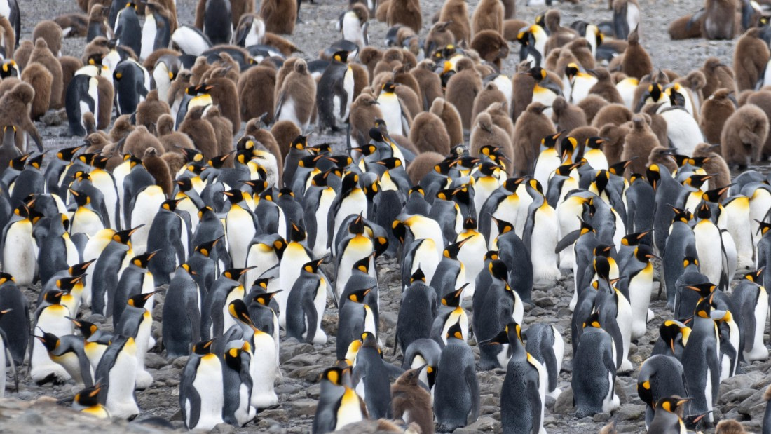 OTL25-25, Day 9, DSC01260 © Julian Robinson - Oceanwide Expeditions.jpg