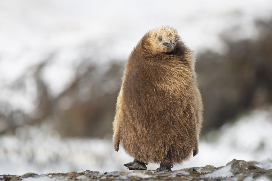 OTL25-25, Day 9, Fortuna Bay 2 © Sara Jenner - Oceanwide Expeditions.jpg